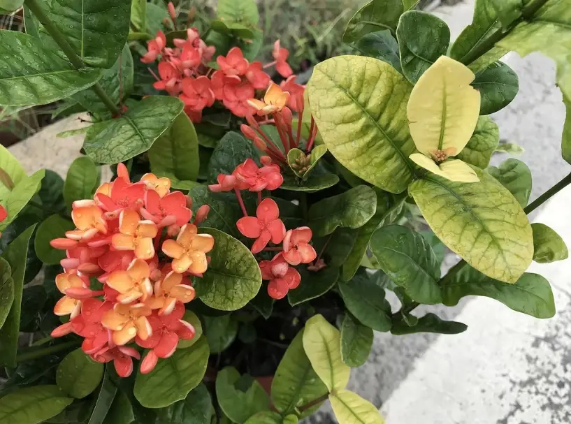 仙丹花種植