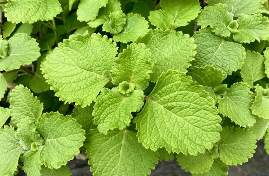 左手香種植